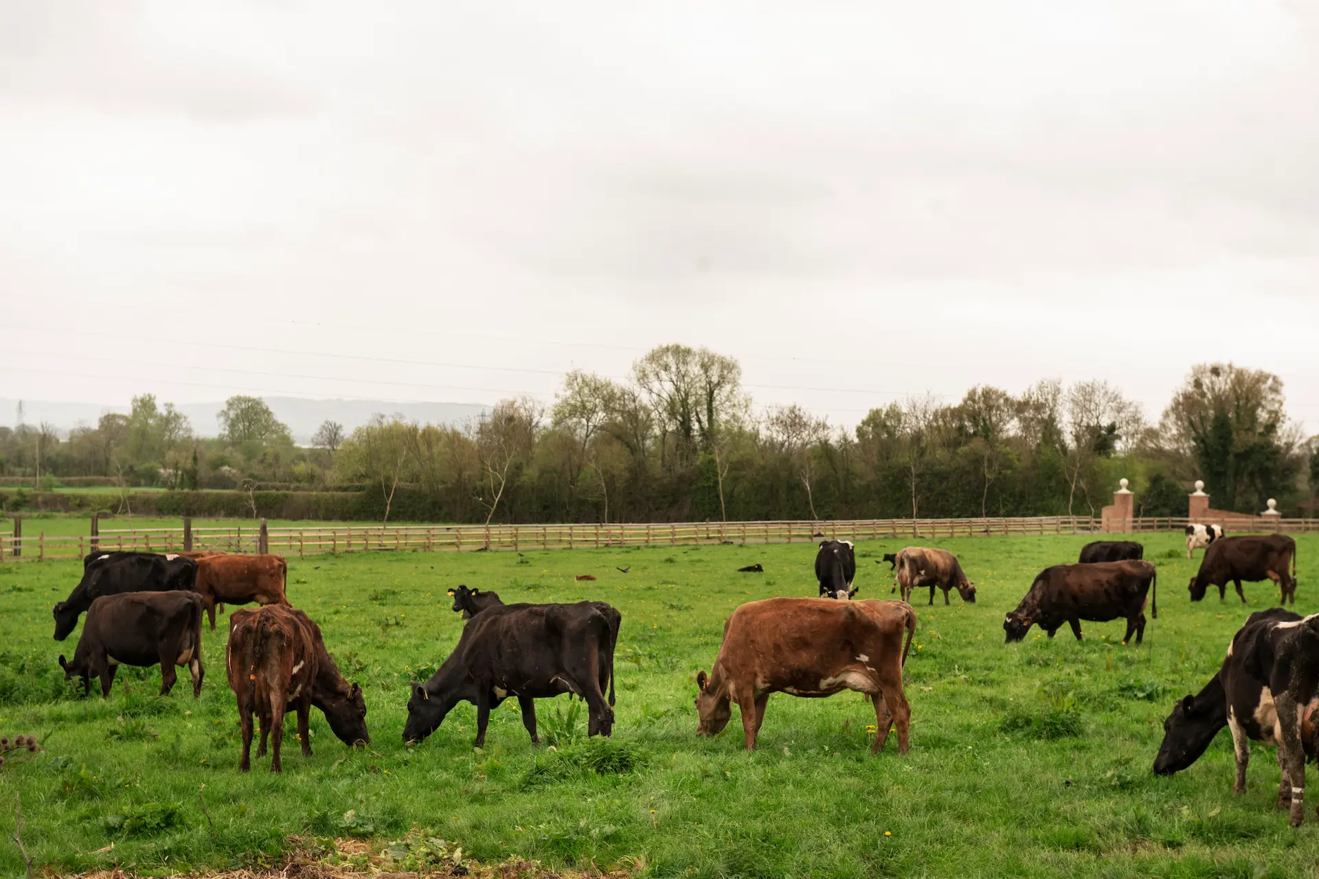 Imagen de fondo ganado 1